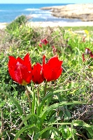 Tulipa aganensis ssp.sharonensis